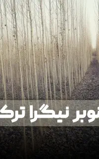 صنوبر نیگرای درآمد میلیاردی باکیفیت بالا