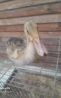 جوجه اردک
