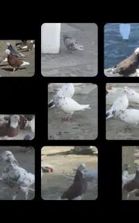 گمشده