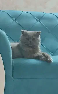 گربه پرشین سوپر فلت دم روباهی