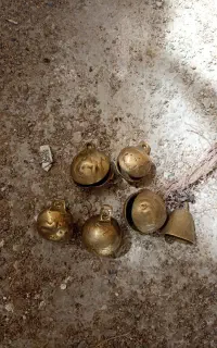 قورچه‌ برنجی
