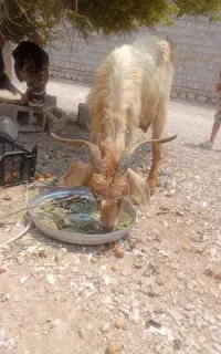کهره ماده داشتی وگوشتی
