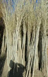 نهال صنوبر نهالستان