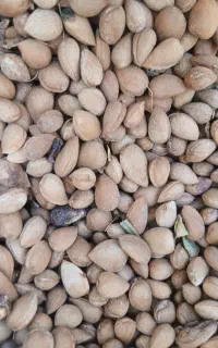 بادام شیرین و تلخ تنها 220 و 400 بالای 30کیلوموجود