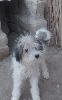 سگ پشمالو