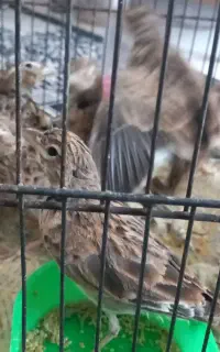 قنار