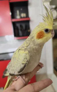 عروس هلندی