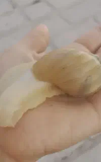 حلزون