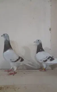 جفت پیازی