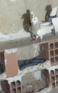 هفت عدد طوقی ناب
