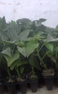 فروش نهال فلفل سیرتو