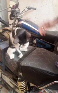 بچه گربه خونگی دو بچه گربه