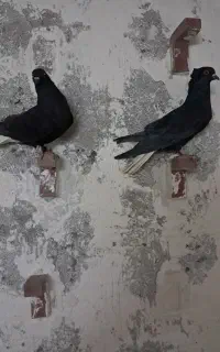 نروماده زاغ دم سفید./جوجه رسمی
