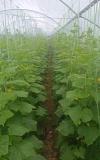 پلاستیک 50متری