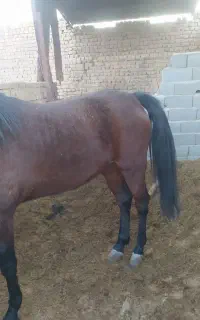 اسب نریون