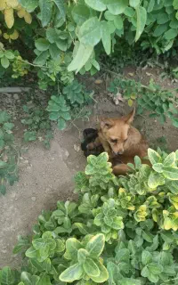 سگ کوچولو