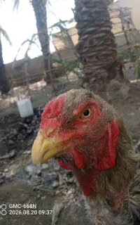 خروس خانگی واصیل