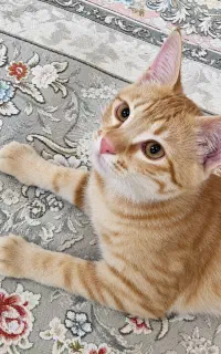 واگذاری رایگان گربه