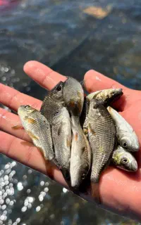 ارسالی ماهی کیور اصلاه شد