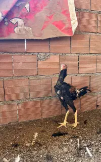 یک جفت جوجه لاری ۴ ماهه