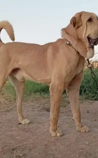 پژدر نسل قهرمان