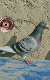 قرعه کشی کبوتر