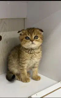 اسکاتیش گلدنر