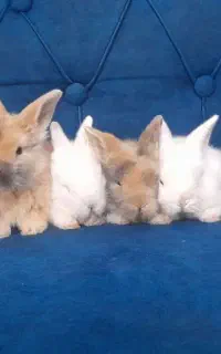 بچه خرگوش