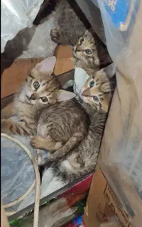 واگذاری گربه