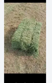 فروش یونجه