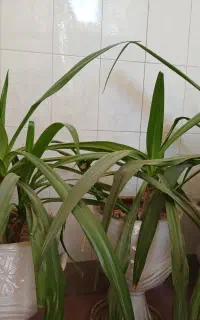 گل ذرتی و گلدان سرامیکی