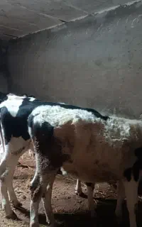 دوازده عدد گوساله ماده هلندی