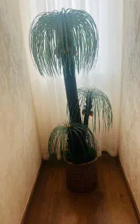 درختچه تزیینی