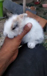 بچه خرگوش لپ