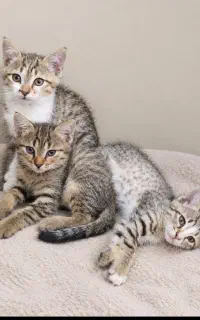 واگذاری بچه گربه های بازیگوش