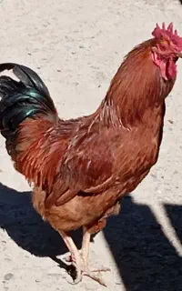 2عدد خروس