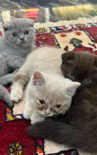 گربه اسکاتیش گرید A دبل فولد