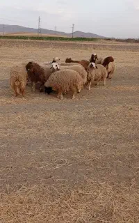 بره