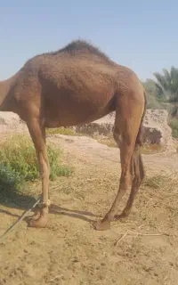 شتر