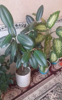 سلام 4گلدون گل طبیعی شیک
