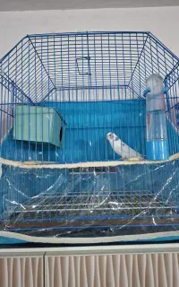 مرغ عشق ماده با وسیله