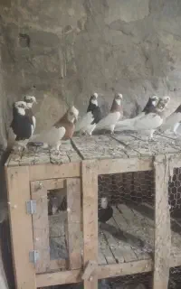 طوقی