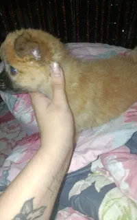 توله سگ بازیگوش نژاد پامر