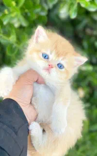 گربه نارنجی پسر بریتیش