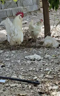 مرغ و خروس سفید