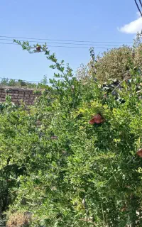 200 متر باغچه نطنز