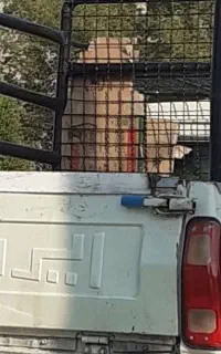 وانت بار تلفنی
