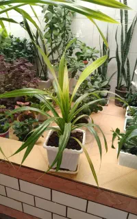 گل با پرورش خونگی