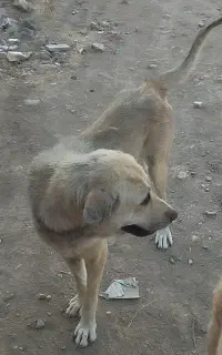 واگذاری ماده پژدر زیبا