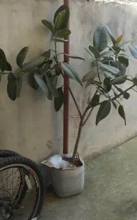 درختچه فیکوس